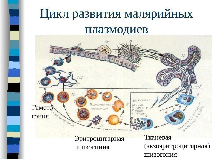 Цикл развития малярийных плазмодиев Тканевая (экзоэритроцитарная) шизогония. Эритроцитарная  шизогиния. Гамето- гония 